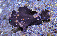 Nudiantennarius subteres