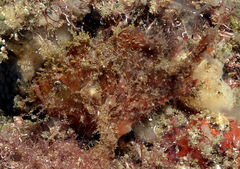 Nudiantennarius subteres