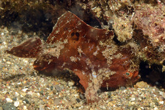 Nudiantennarius subteres