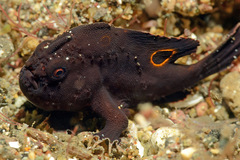 Nudiantennarius subteres