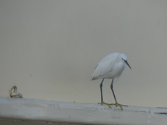 Egretta garzetta