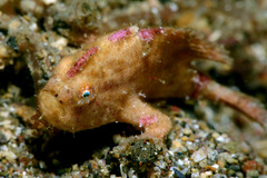 Nudiantennarius subteres