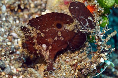Nudiantennarius subteres