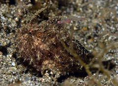Nudiantennarius subteres