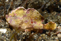 Nudiantennarius subteres