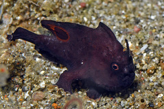 Nudiantennarius subteres