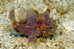 Nudiantennarius subteres