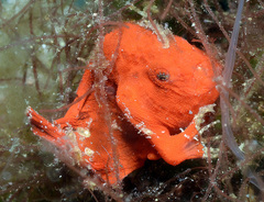 Nudiantennarius subteres