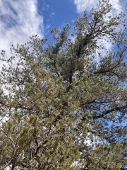 Pinus monophylla