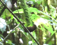 Premnoplex brunnescens