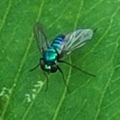 Condylostylus armipes
