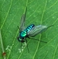 Condylostylus armipes