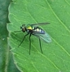 Condylostylus armipes