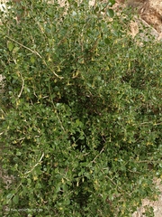 Withania frutescens