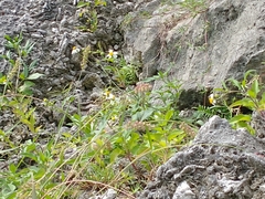 Bidens alba