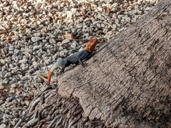 Agama picticauda