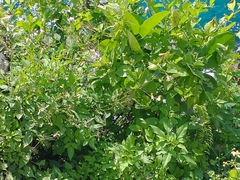 Bidens alba
