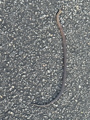 Cacophis squamulosus