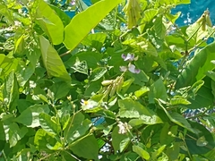 Bidens alba