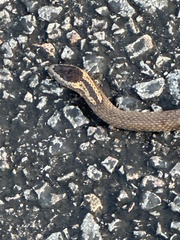 Cacophis squamulosus