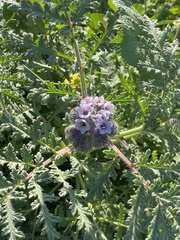Phacelia hubbyi