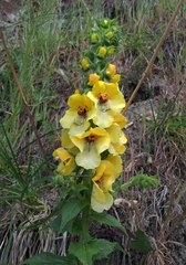 Verbascum creticum