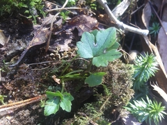 Ranunculus recurvatus