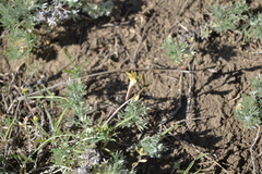 Astragalus ucrainicus