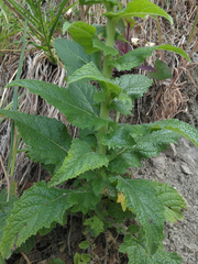 Verbascum creticum