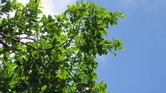 Terminalia amazonia
