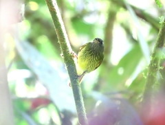 Mionectes striaticollis