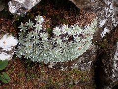 Celmisia macmahonii