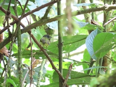 Mionectes striaticollis