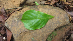 Terminalia amazonia