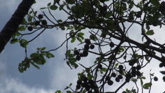 Sterculia recordiana