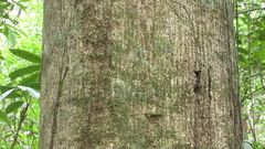 Sterculia recordiana