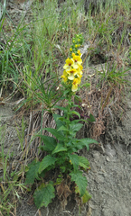 Verbascum creticum