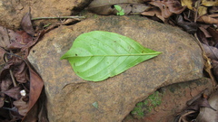 Terminalia amazonia