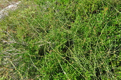 Ephedra foeminea