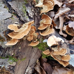 Stereum insignitum