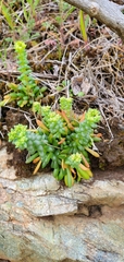 Sedum leibergii