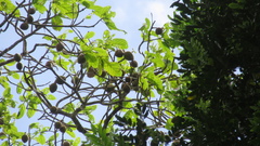 Sterculia recordiana