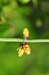 Ephedra foeminea