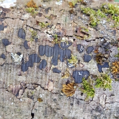 Biscogniauxia nummularia