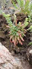 Sedum leibergii