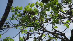 Sterculia recordiana