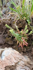 Sedum leibergii