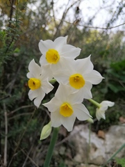 Narcissus tazetta