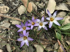 Romulea bulbocodium