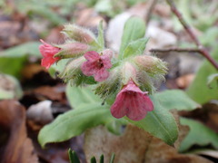 Pulmonaria rubra